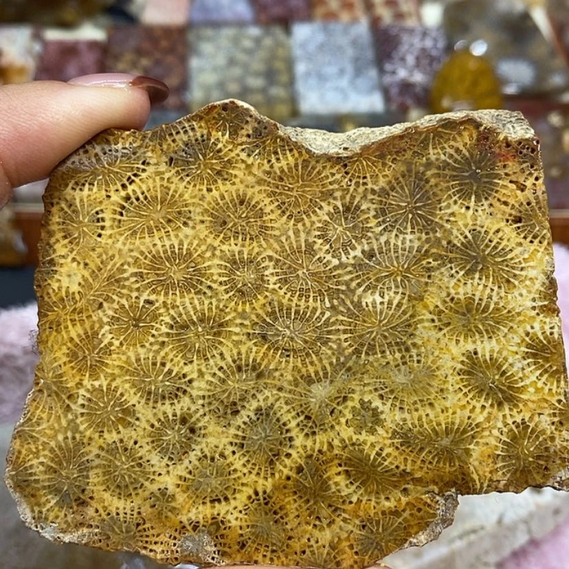 【闪购商品】硅化珊瑚（珊瑚玉）颈饰未镶嵌n 3