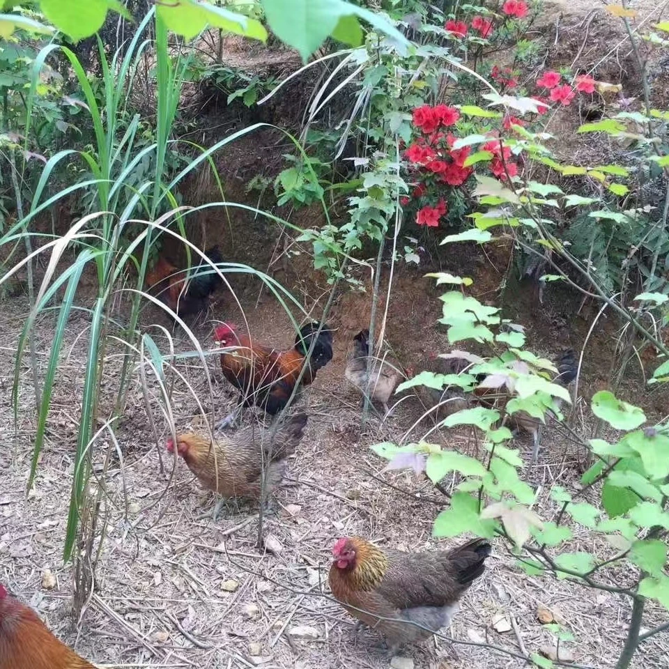 贵州林下散养土母鸡1年以上毛重3-3.5斤左右净重2-2.5斤左右