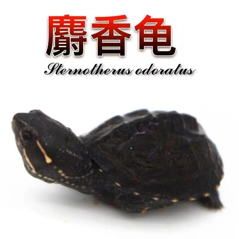 麝香龟苗新手入门蛋龟
