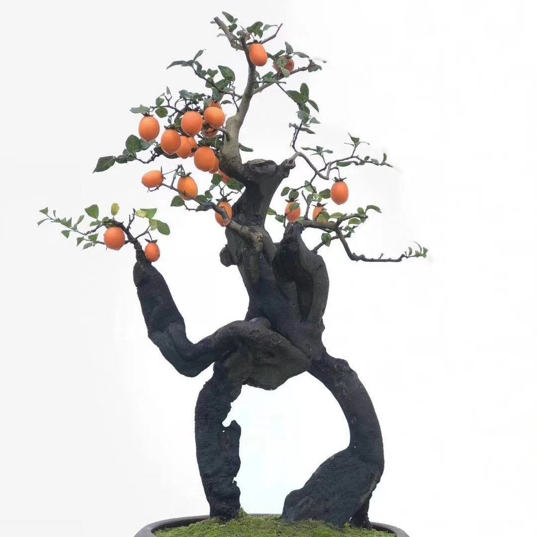 金弹子小山灌木瓶兰花盆景