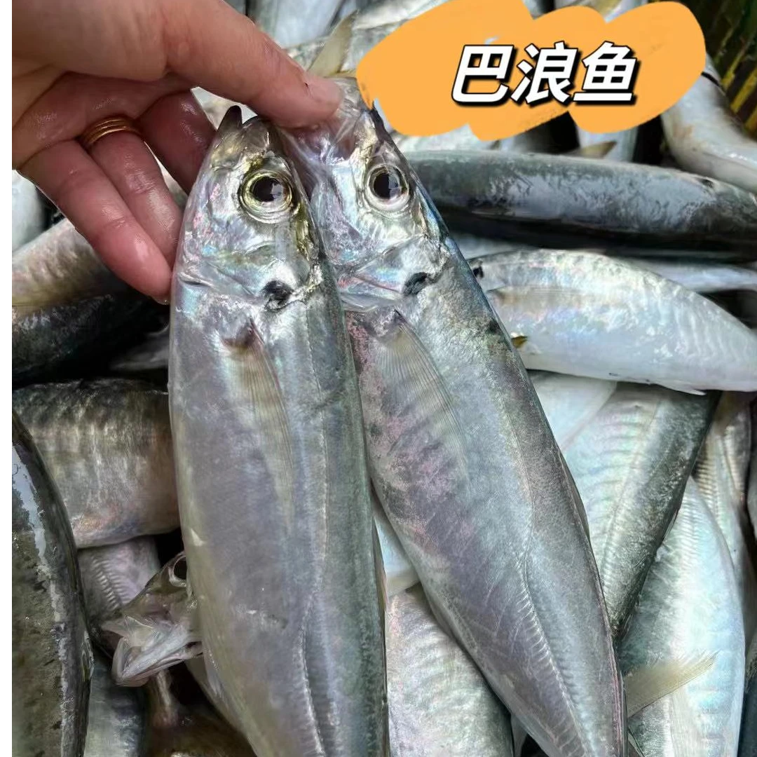 海钓巴浪鱼3斤装 湛江徐闻海鲜