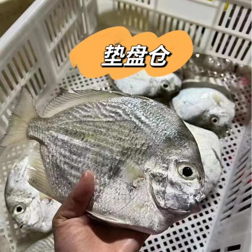 垫盘仓3斤装 湛江徐闻海鲜