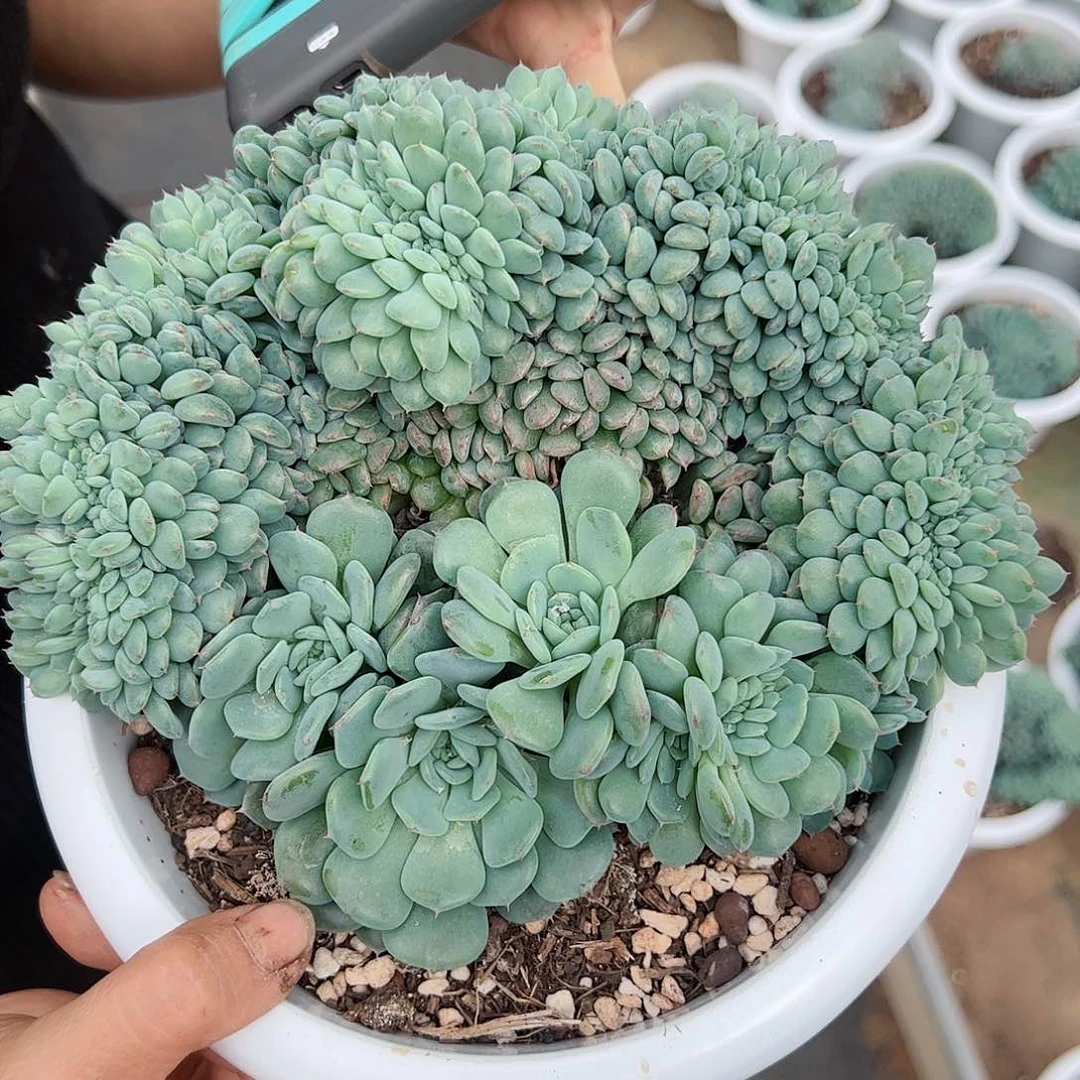 【闪购商品】胖子缀