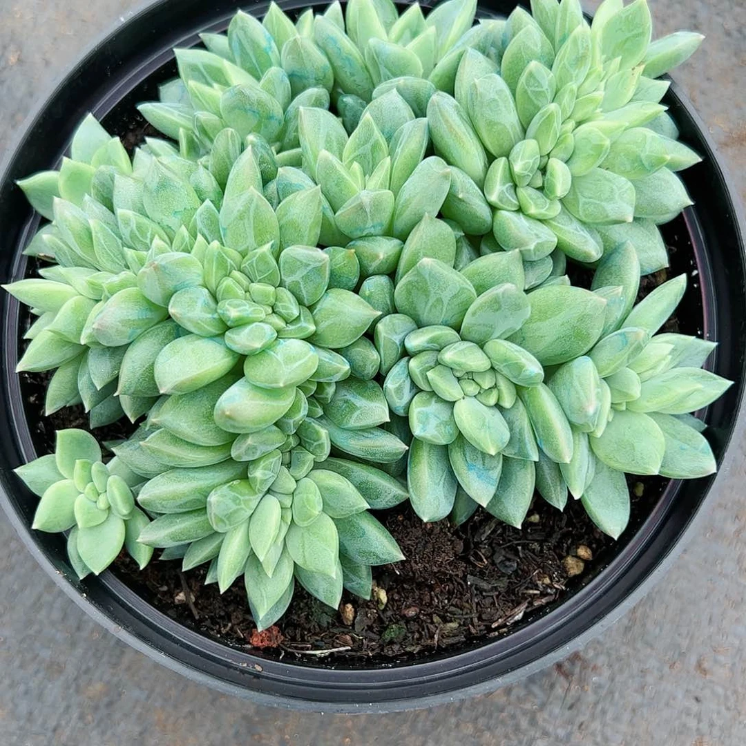 【闪购商品】象牙缀