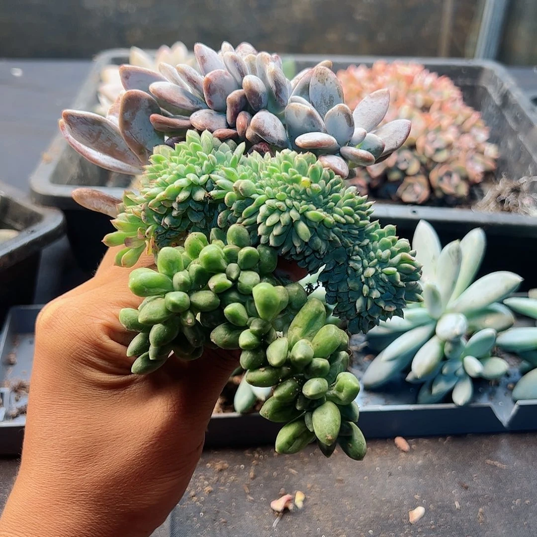 【闪购商品】三颗45块