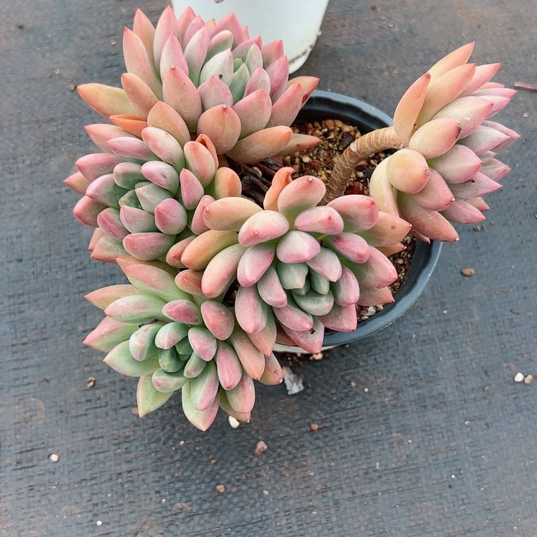 【闪购商品】雨*雨儿姐