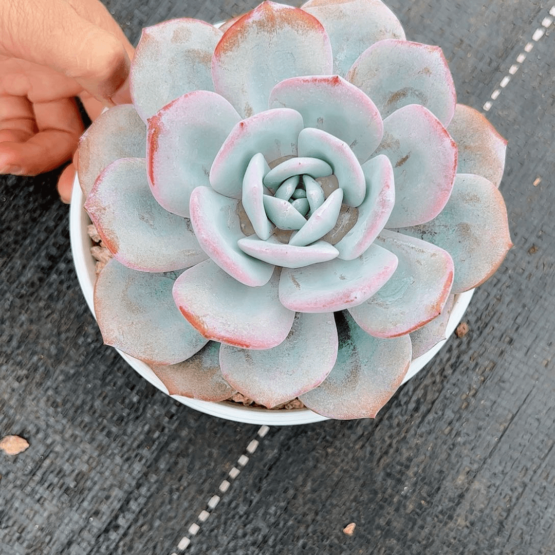 【闪购商品】奶茶单头