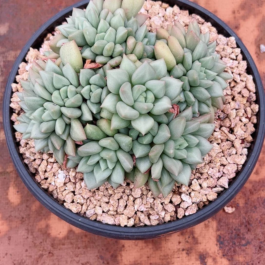 【闪购商品】象牙群