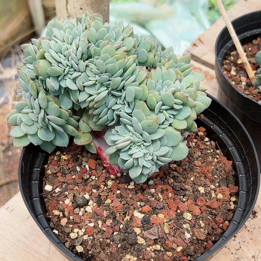 【闪购商品】海棠花缀