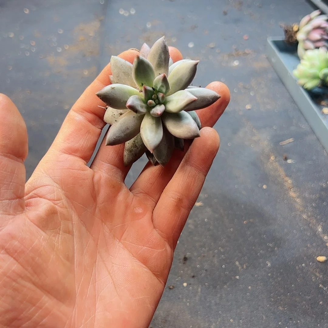 【闪购商品】虞美人