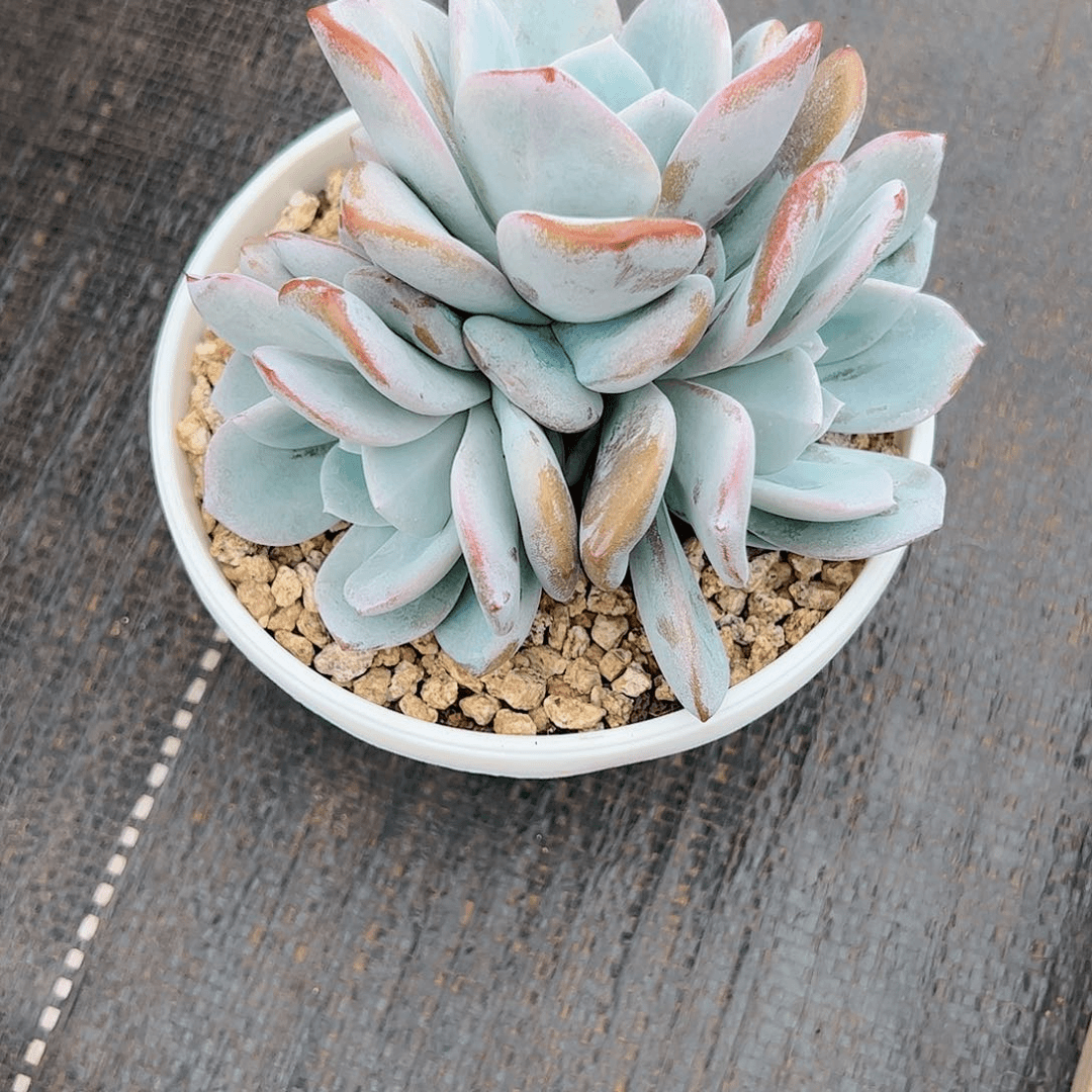 【闪购商品】奶茶3头