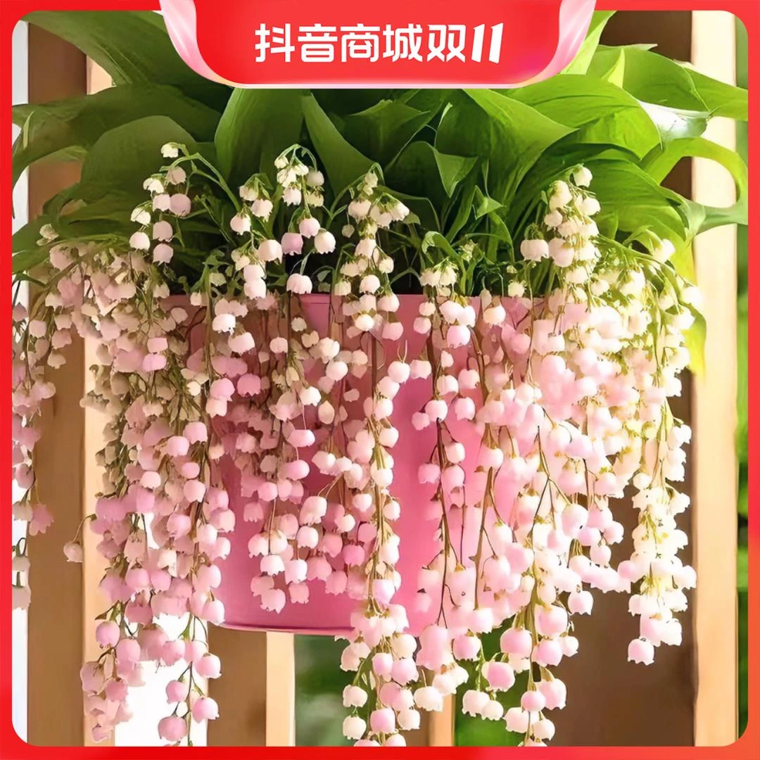正品铃兰根芽苗多年生浓香驱蚊虫花卉办公室绿植好养活室内懒人花