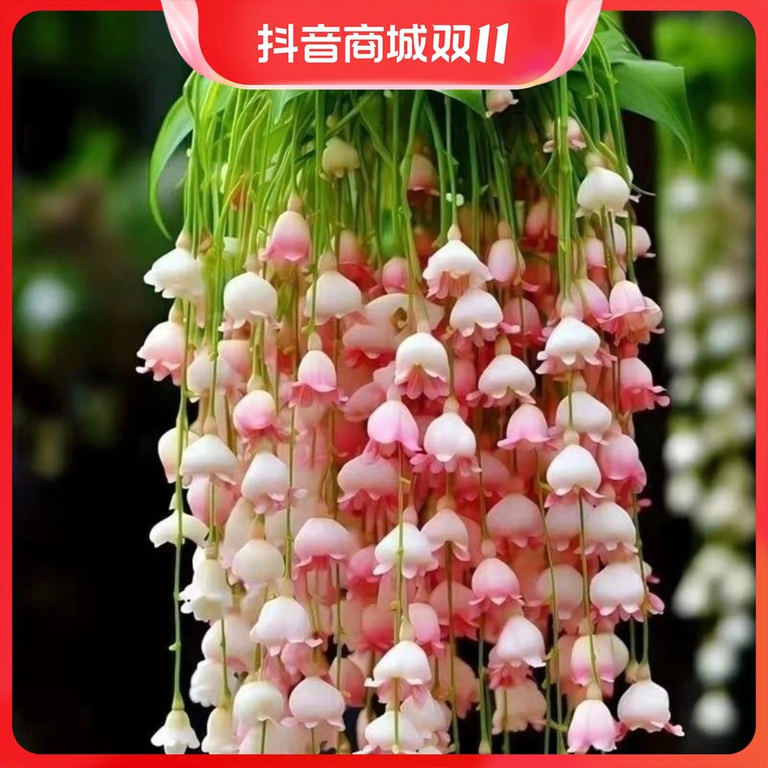 铃兰花盆栽驱蚊室内办公室绿植耐寒耐热盆栽好养阳台花卉垂吊植物