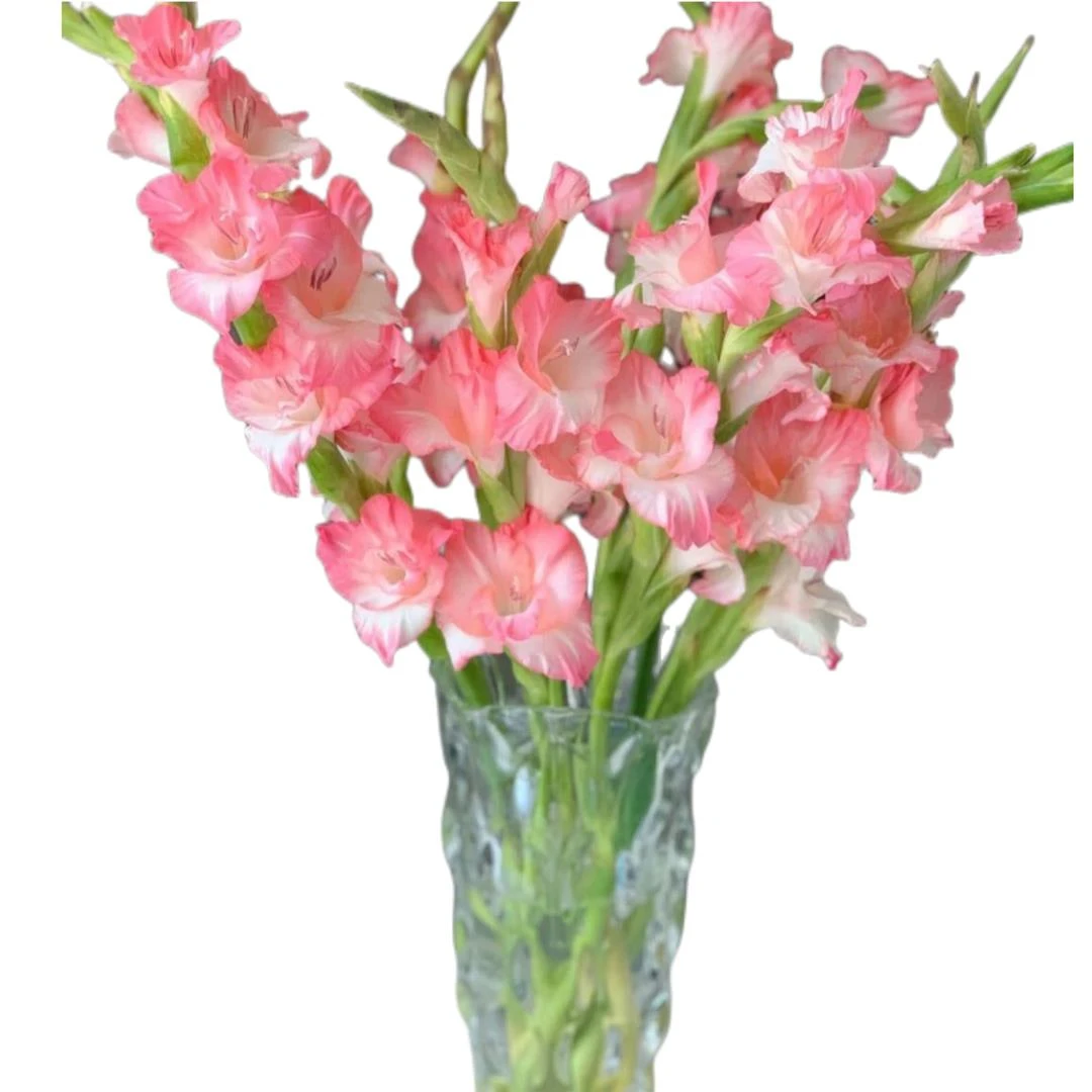 【活动价】多年生进口剑兰唐菖蒲球根花卉盆栽四季种植植物室内外