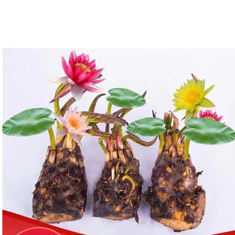 睡莲花池塘水缸大睡莲带花苞耐寒小睡莲四季水培花卉水养睡莲根块