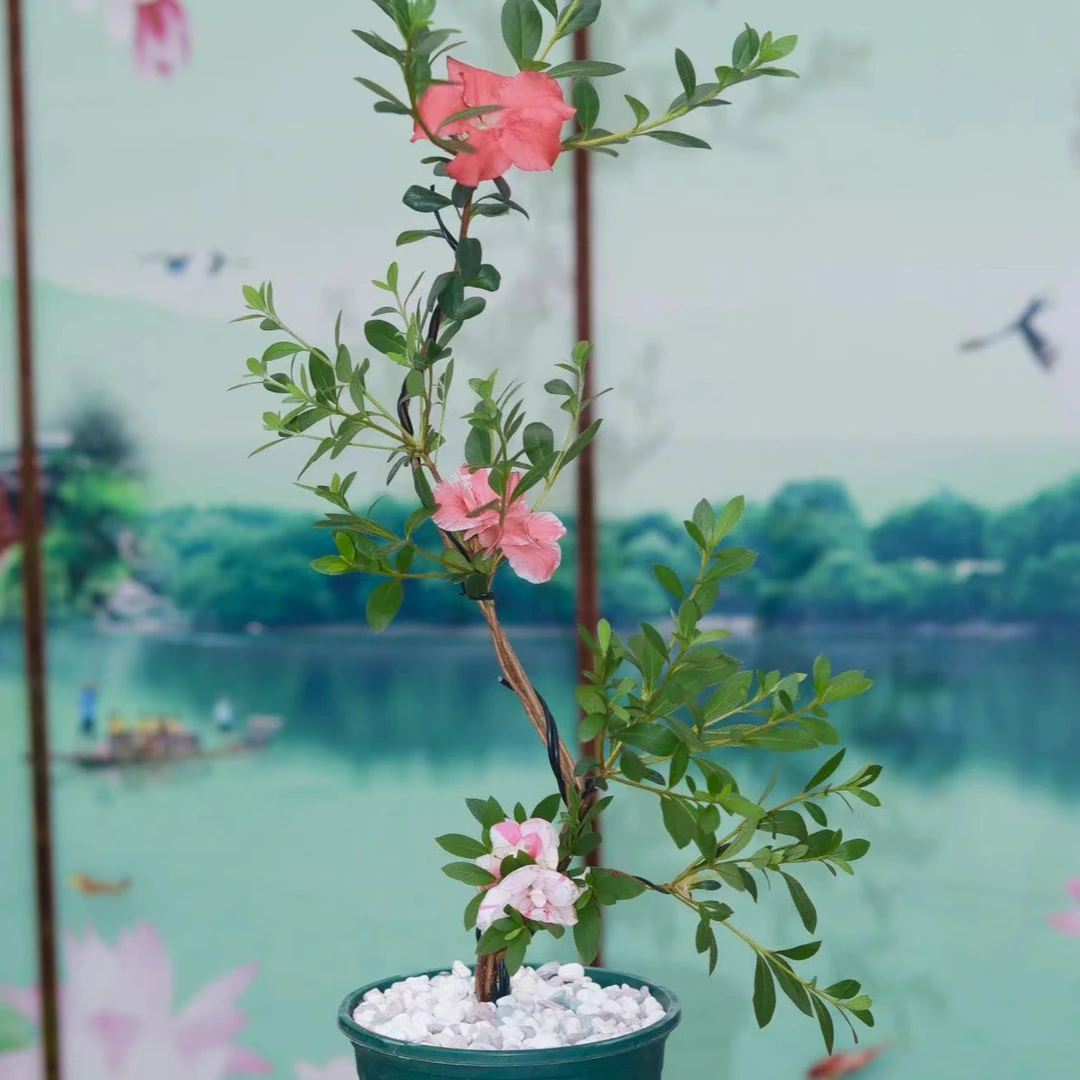 【一物一拍】杜鹃花稀有品种室内庭院好养易活