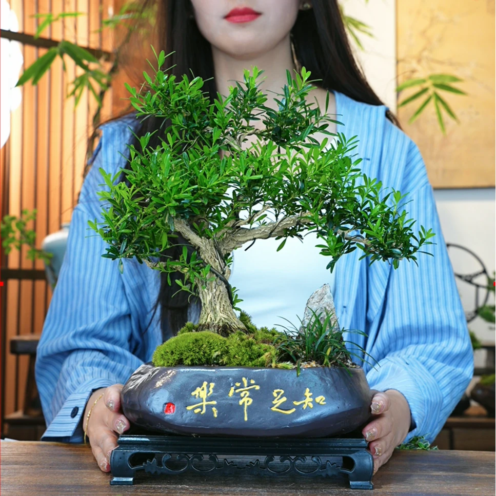 老桩雀舌皱皮黄杨盆景四季常青正宗小叶黄杨易活定型高档名贵老苗