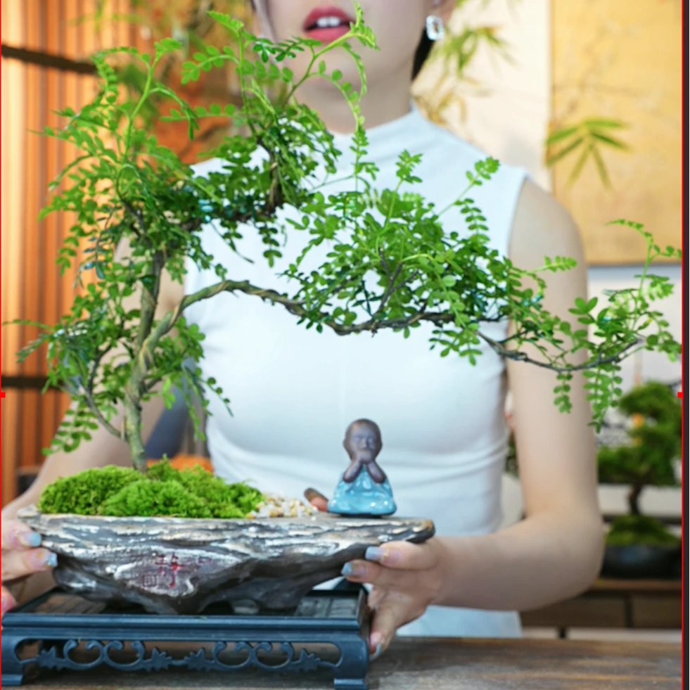 飘枝清香胡椒木盆景悬崖造型中式书房茶几桌面植物盆栽茶室绿植