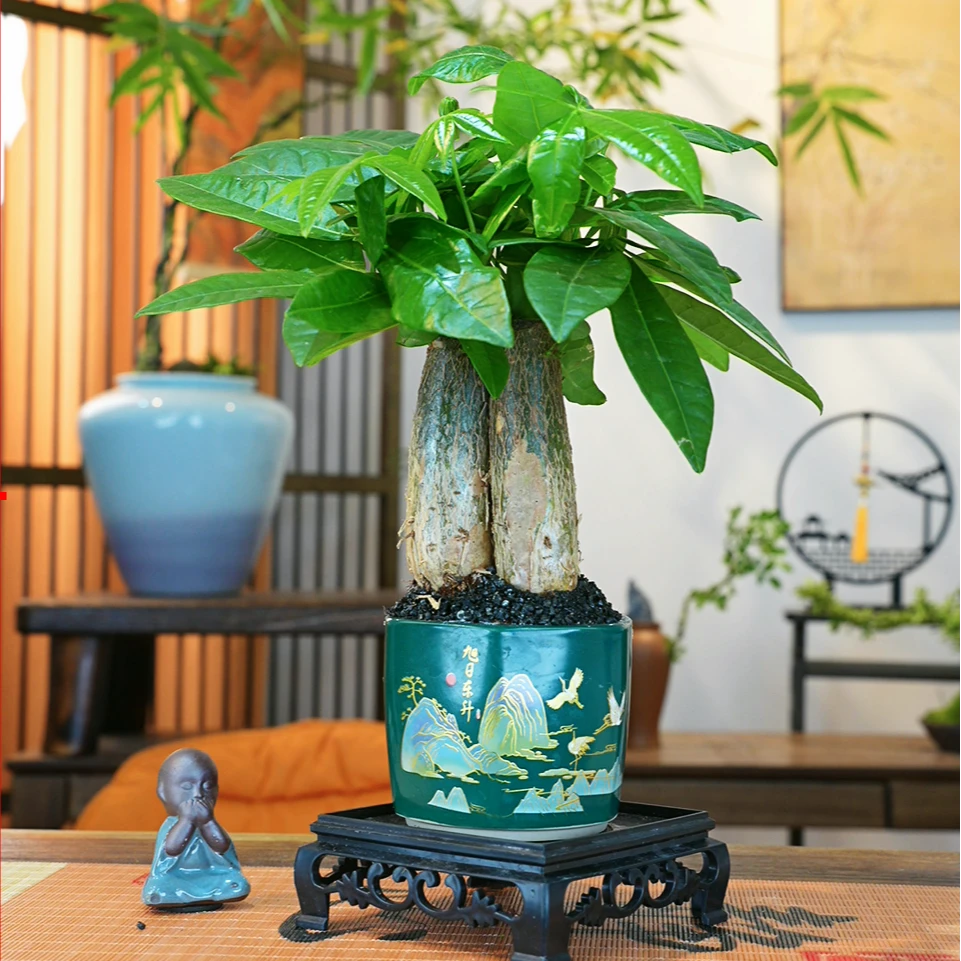 三杆发财树盆栽摆件办公室内桌面绿植招财树大型植物盆景好养美观