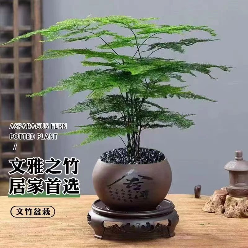 禅意文竹盆栽观叶植物室内花卉小盆景客厅办公室桌面好养四季常青