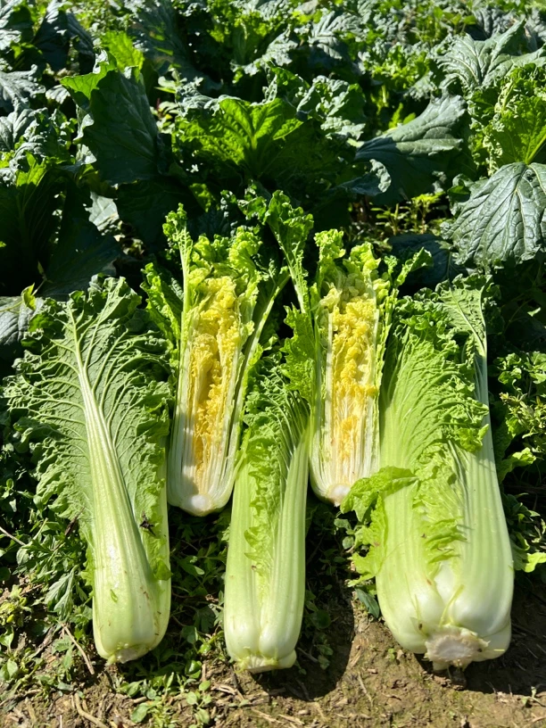 贵州高山农家露天种植的青口白菜出土了青甜可口