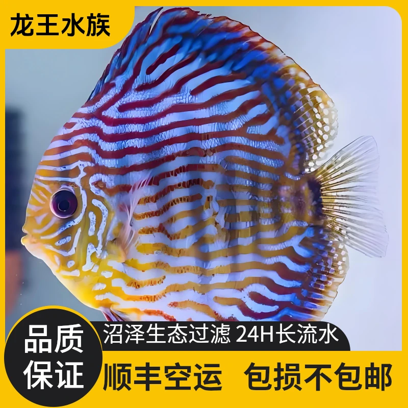 七彩神仙鱼淡水热带鱼观赏鱼小鱼观赏鱼