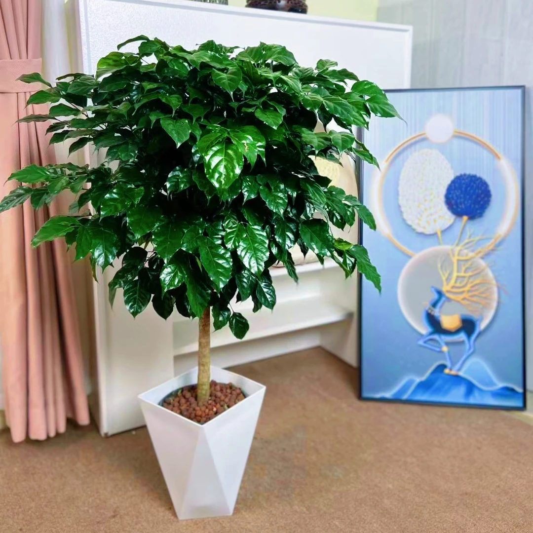 单杆幸福树栽四季常青新家吸甲醛净化空气好养大绿植绿宝植物