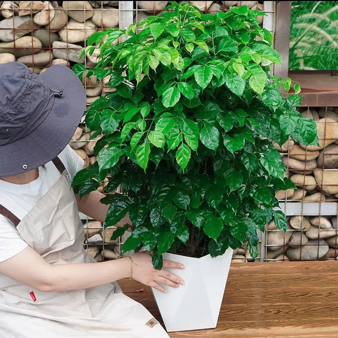 【60-70cm】新品丛生幸福树连树带土栽种好赠送白色花 盆室内好养绿