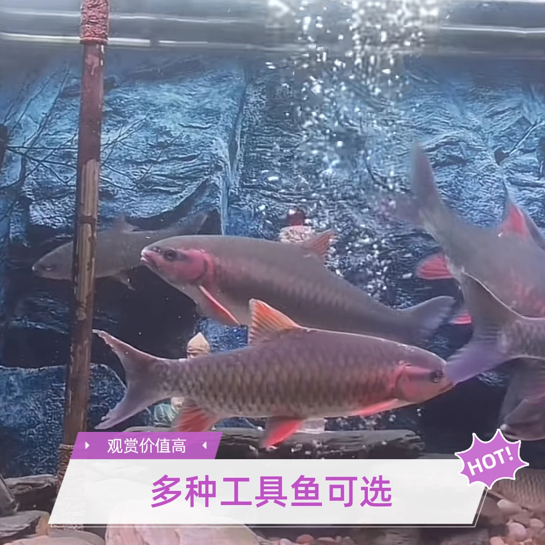 原生青竹鲤黄鳍军鱼倒刺鲃系列观赏鱼小鱼活跃好动会跳缸活体鲜活