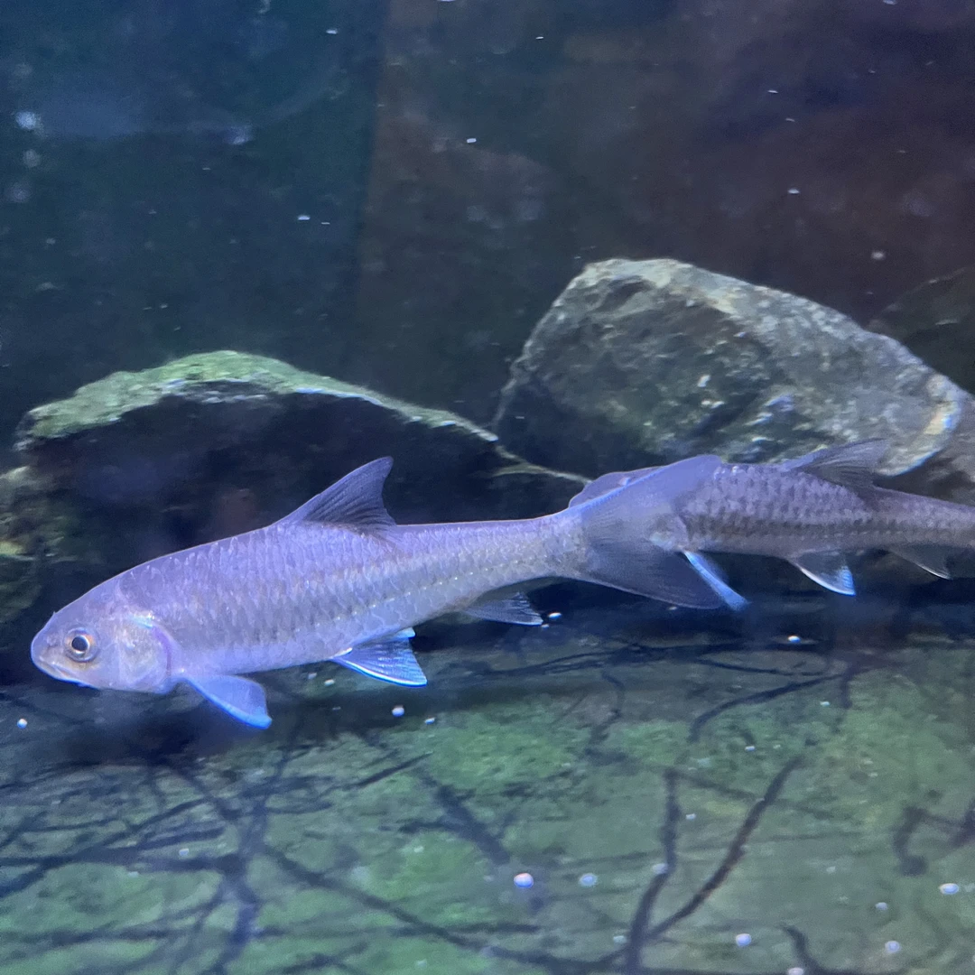 保山蓝吉罗原生鱼保山新光唇清水河原生大型冷水稀有鱼观赏鱼小鱼