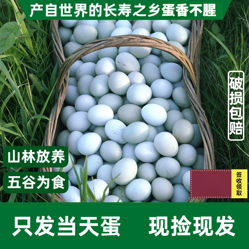 正宗农村绿壳土鸡蛋深山林散养虫草新鲜现发乌鸡蛋整箱天然养殖