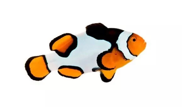 一条海水鱼毕加索小丑