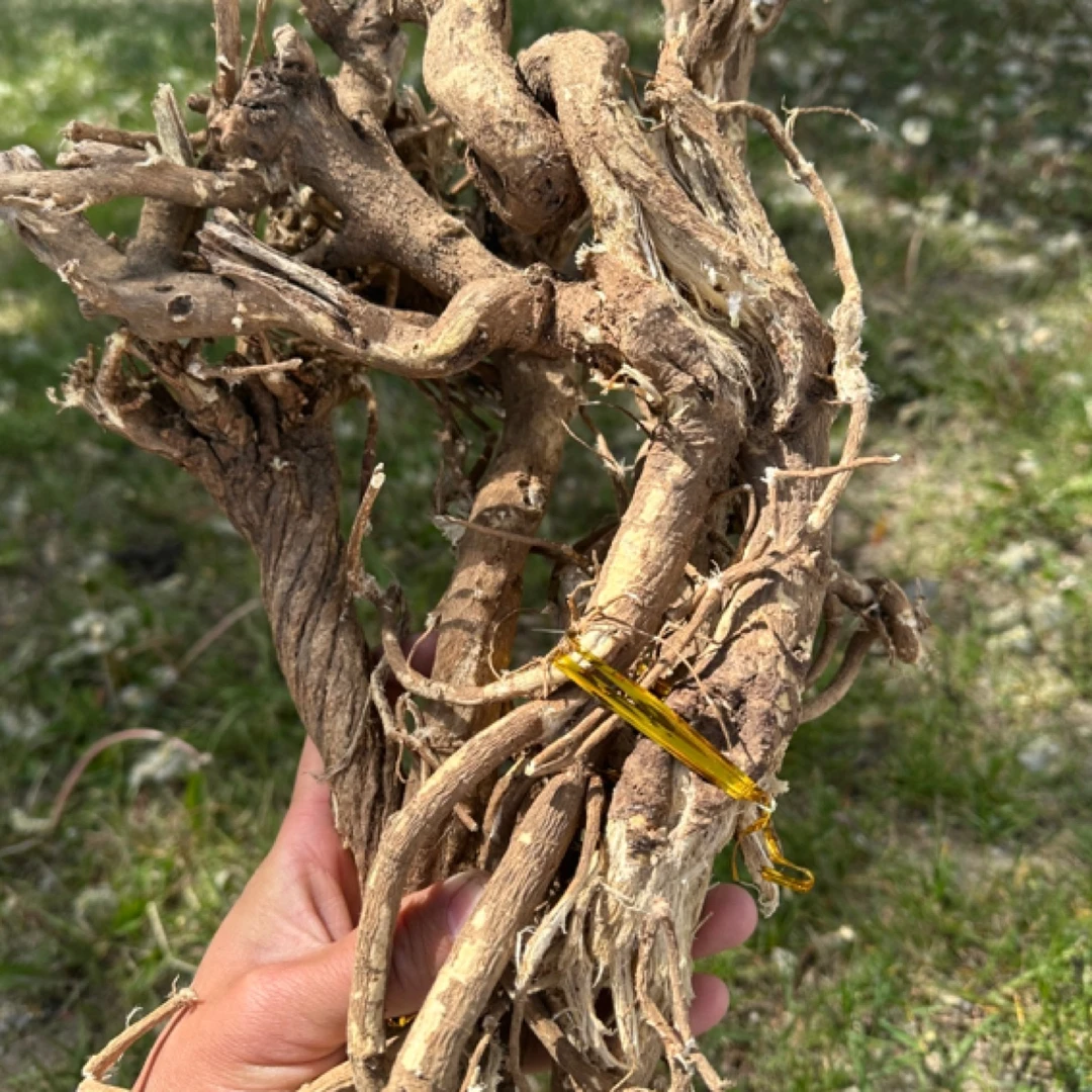 藏翔堂 西藏大山黄芪 农产品 250克