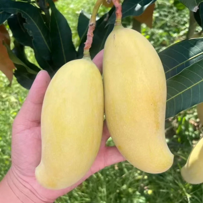 【新隆果时】云南哈尼蜜芒芒果4.5斤6-11个