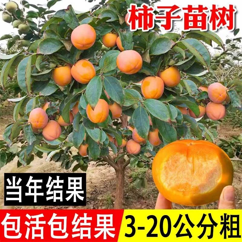 脆甜柿子树苗特大无核柿子嫁接苗南北方盆栽地栽庭院种植当年结果