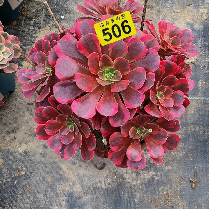 花*子多肉0000506000