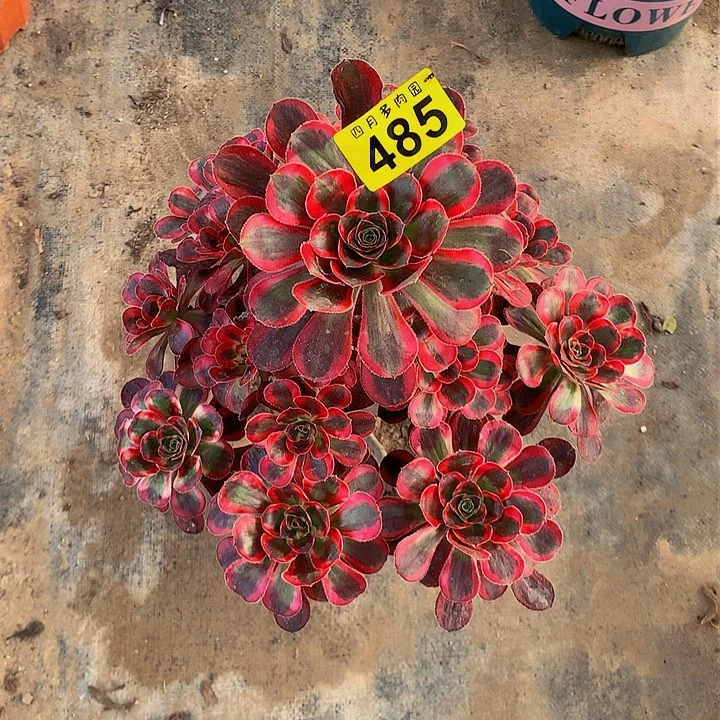 一****顺多肉0000485000