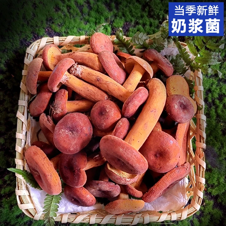 云南楚雄高原深山野生菌新鲜奶浆菌菇食用农产品1斤包邮