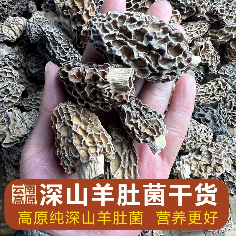 深山羊肚菌大个干货全剪柄 云南香格里拉深山土特产蘑菇煲汤