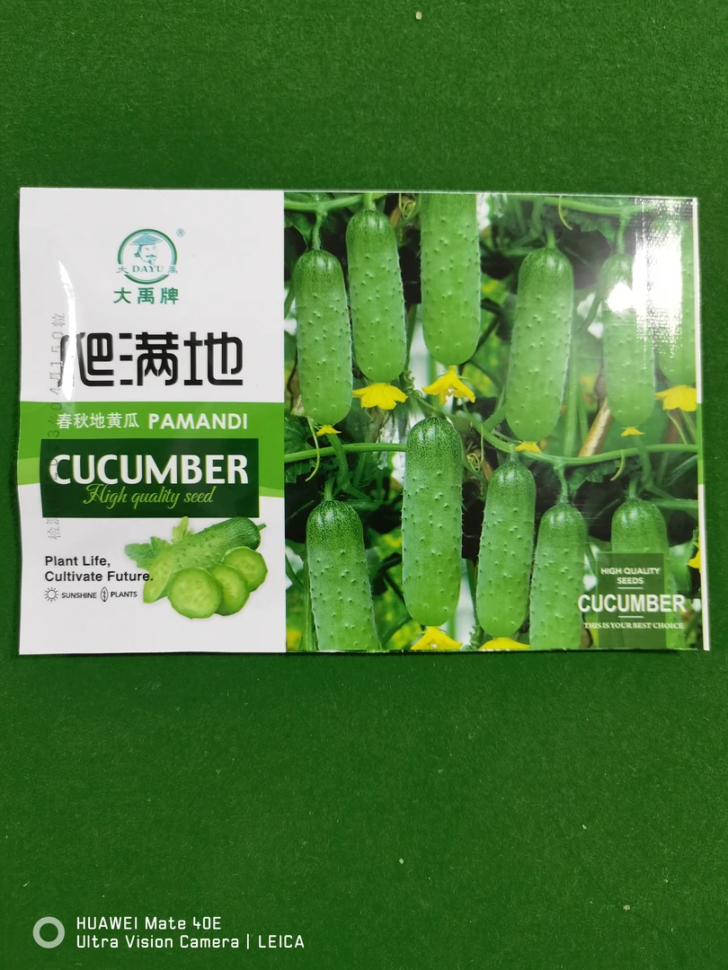 爬满地黄瓜籽，不搭架100粒