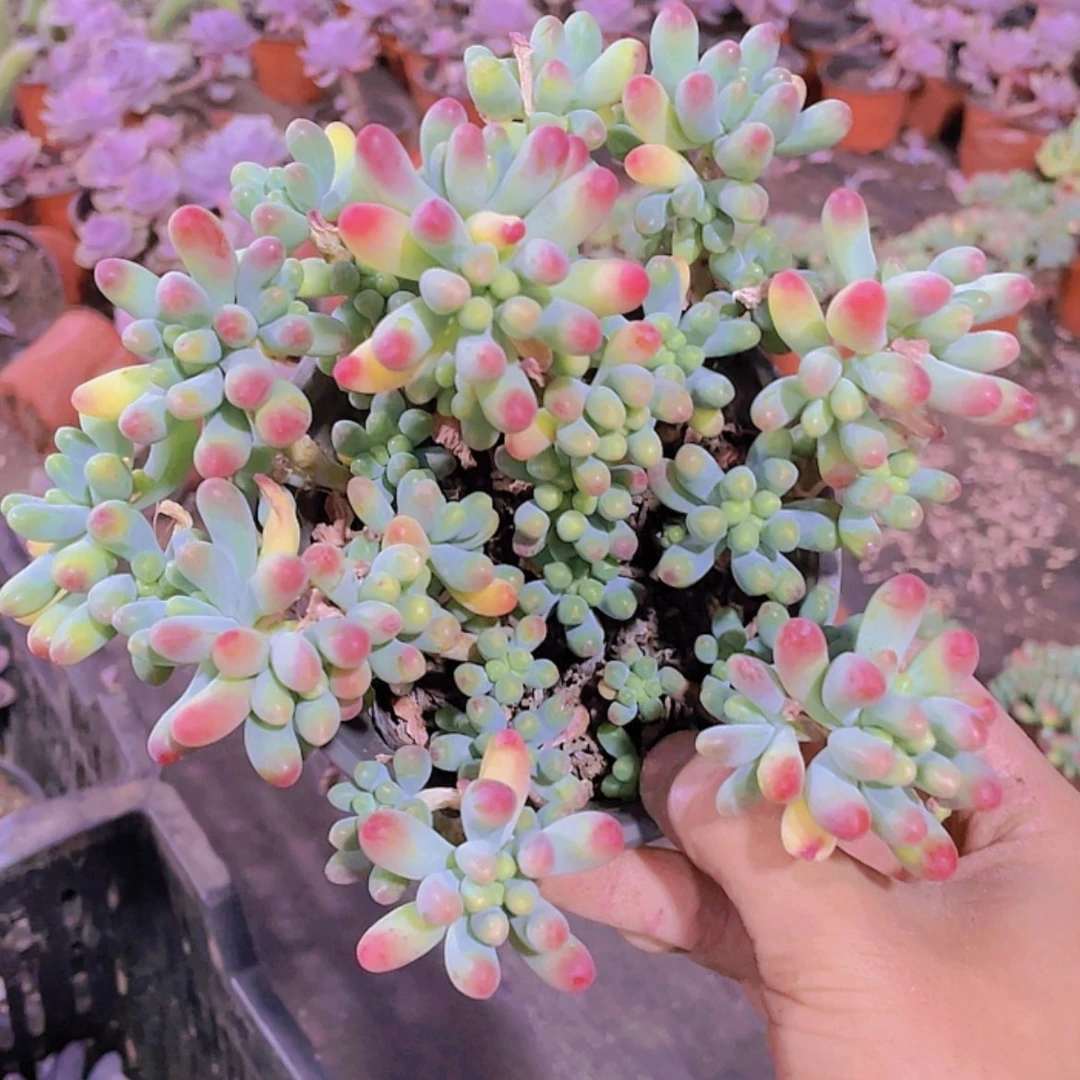 【闪购商品】果冻。