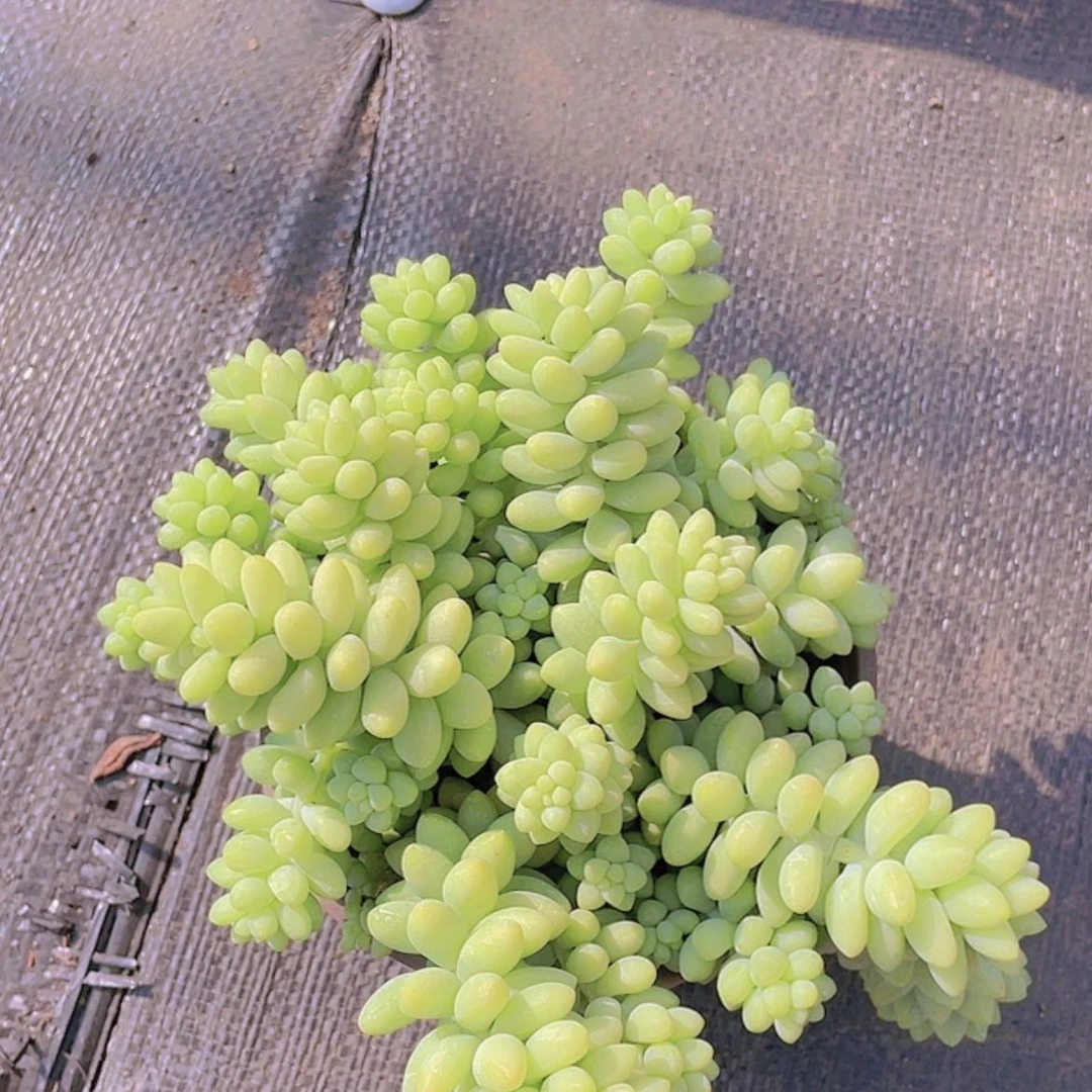 【闪购商品】玉坠。