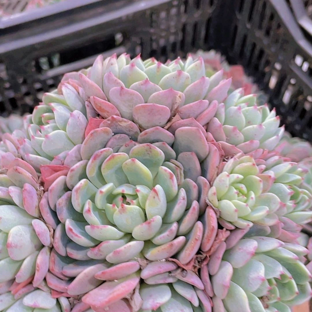 【闪购商品】娜娜小勾。