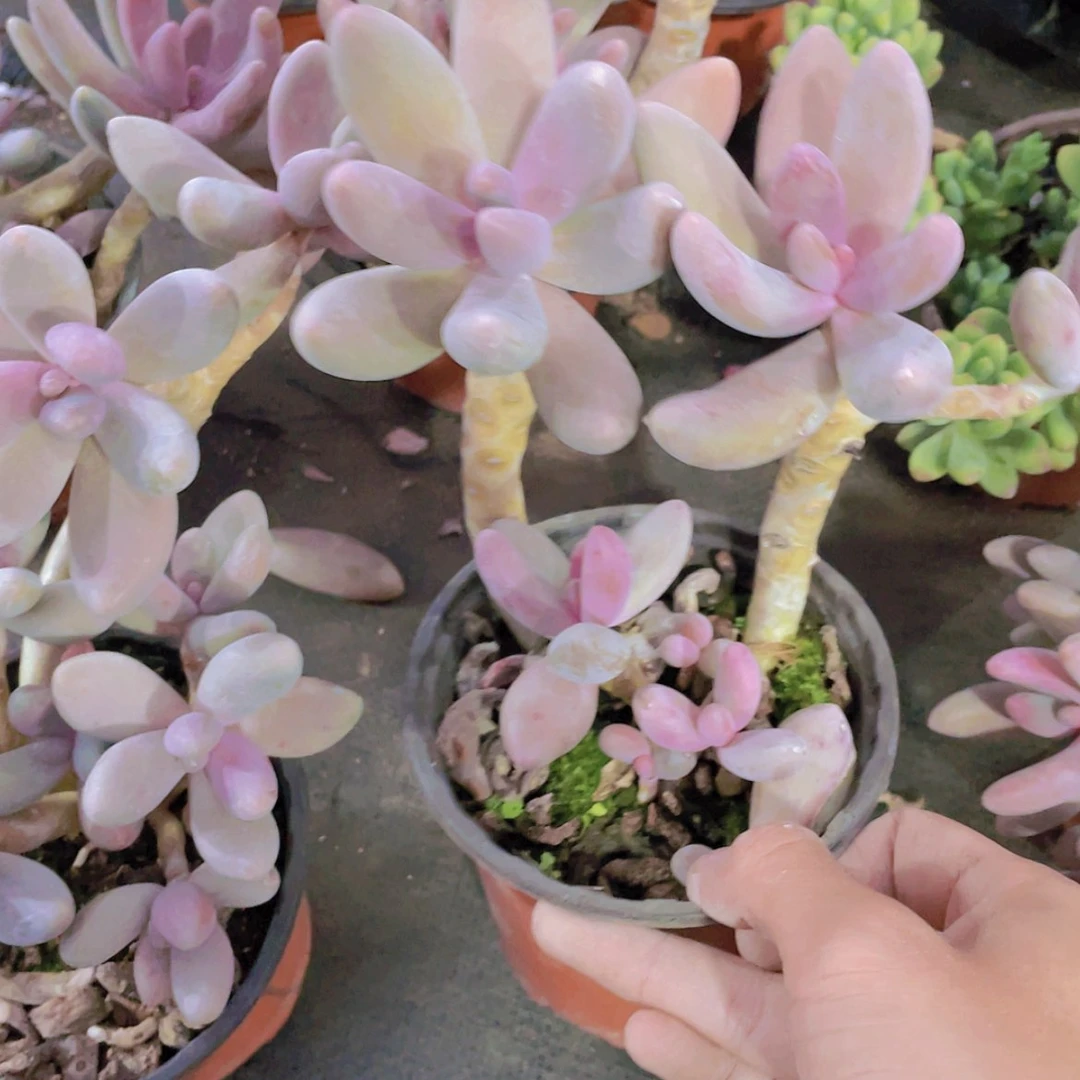 【闪购商品】红手指