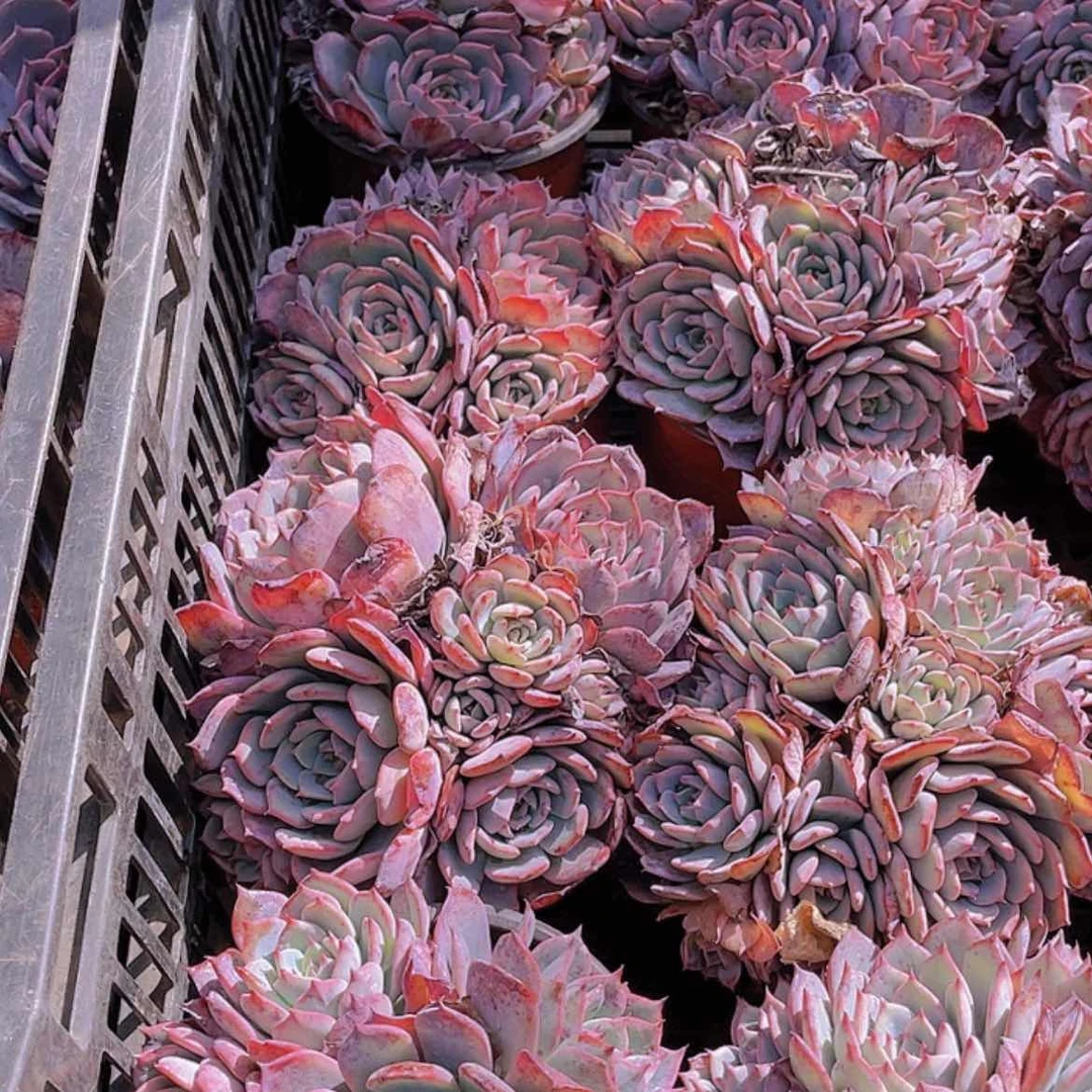 【闪购商品】劳伦斯