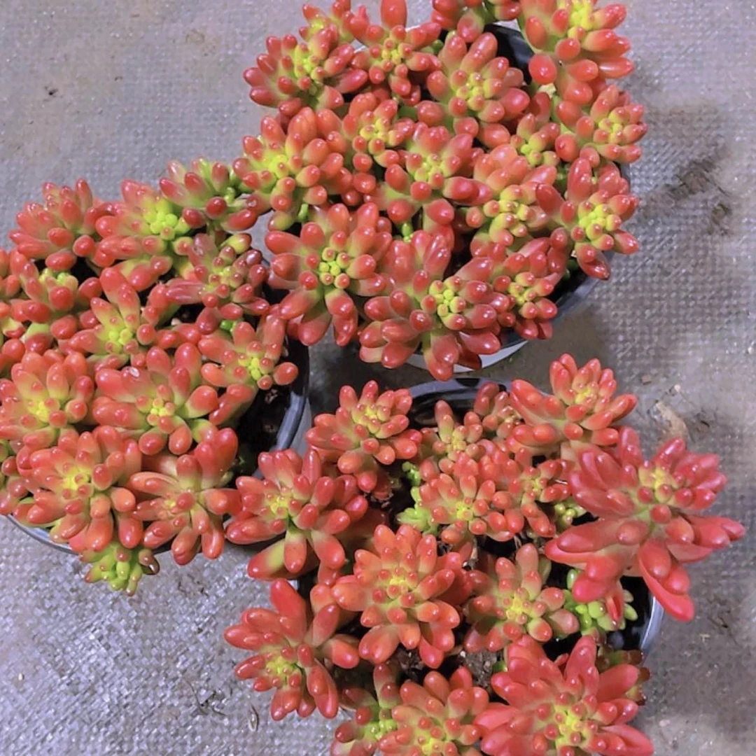 【闪购商品】红之玉