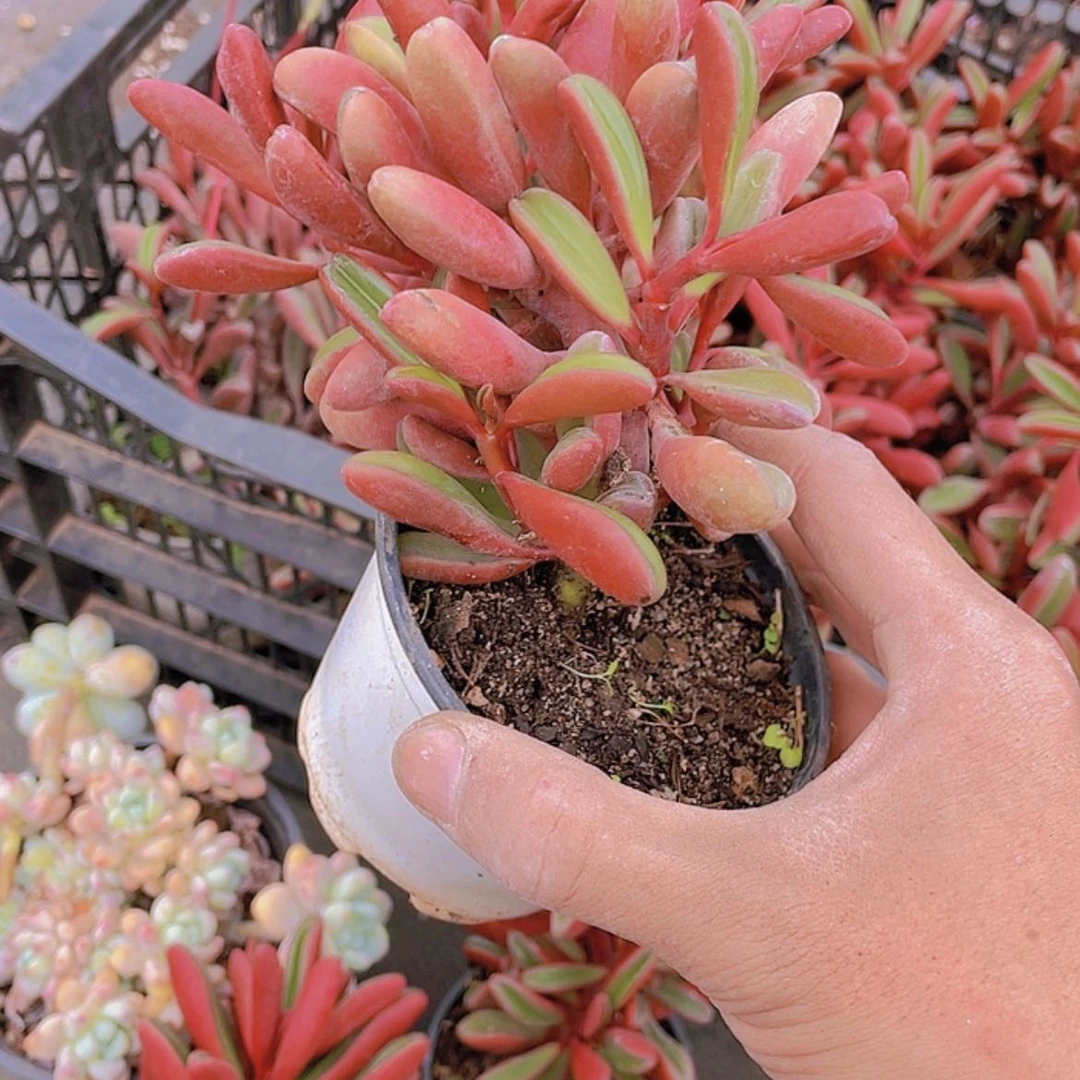 【闪购商品】红贝。