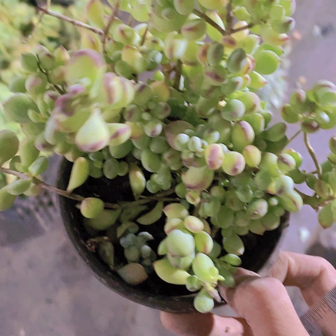 【闪购商品】达摩。
