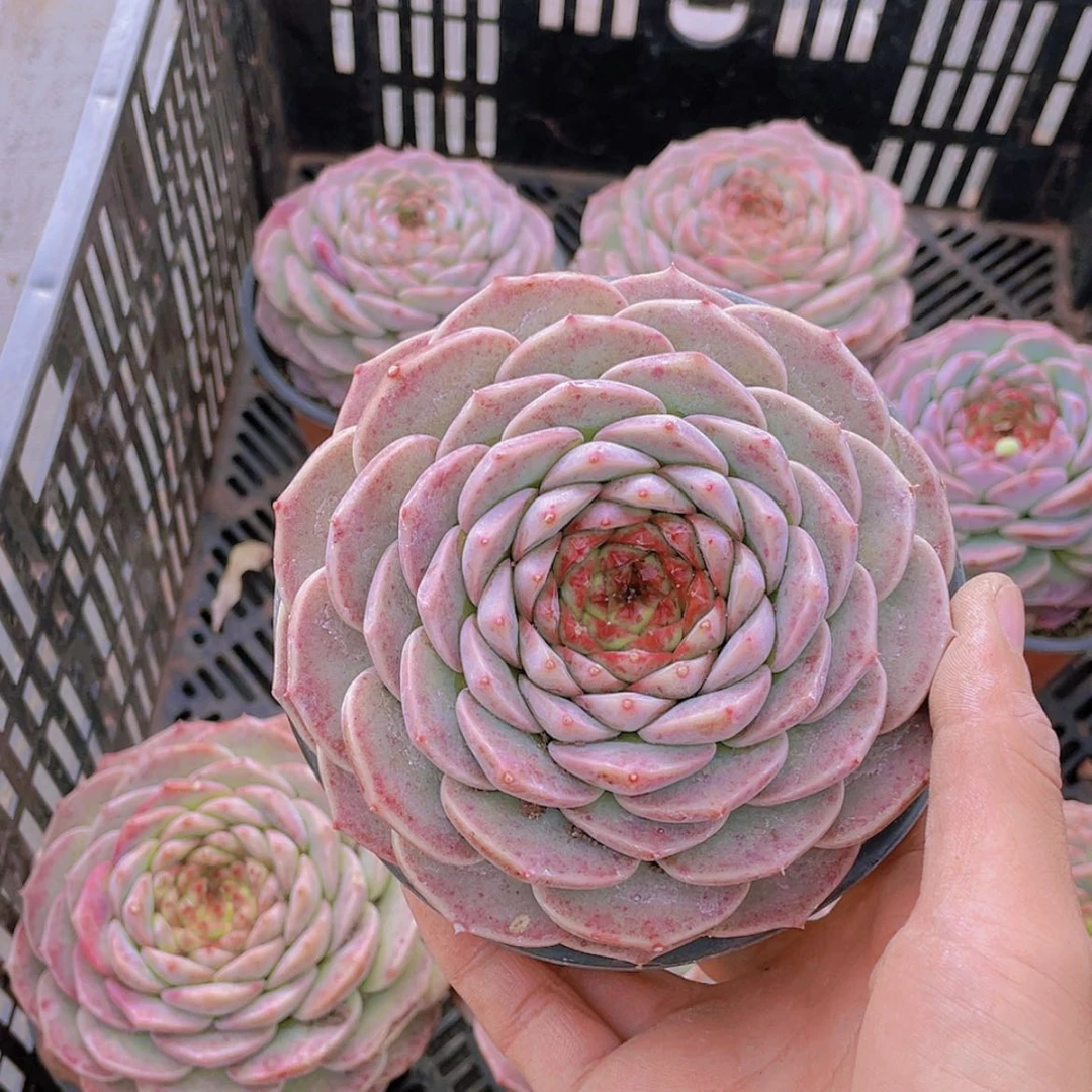 【闪购商品】天鹅。