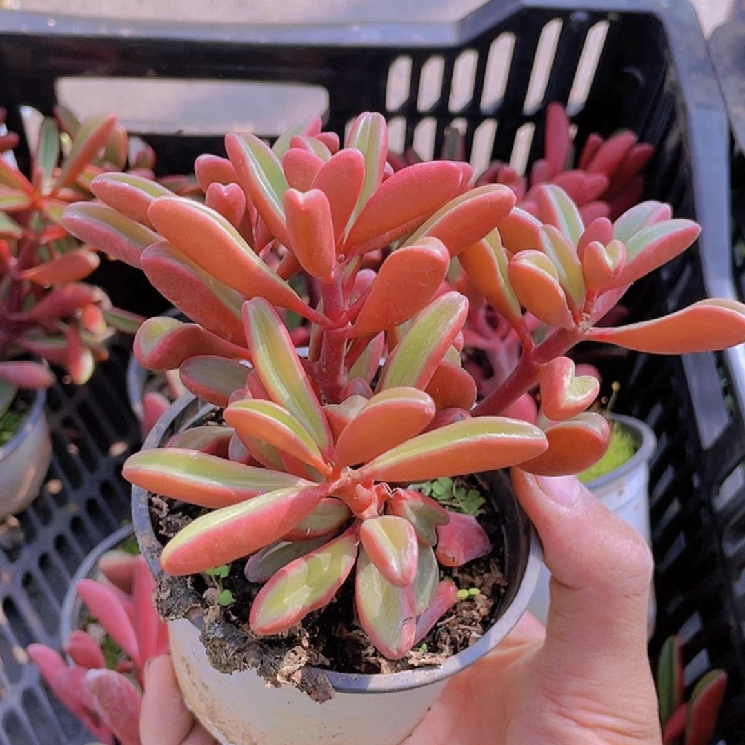 【闪购商品】红贝。